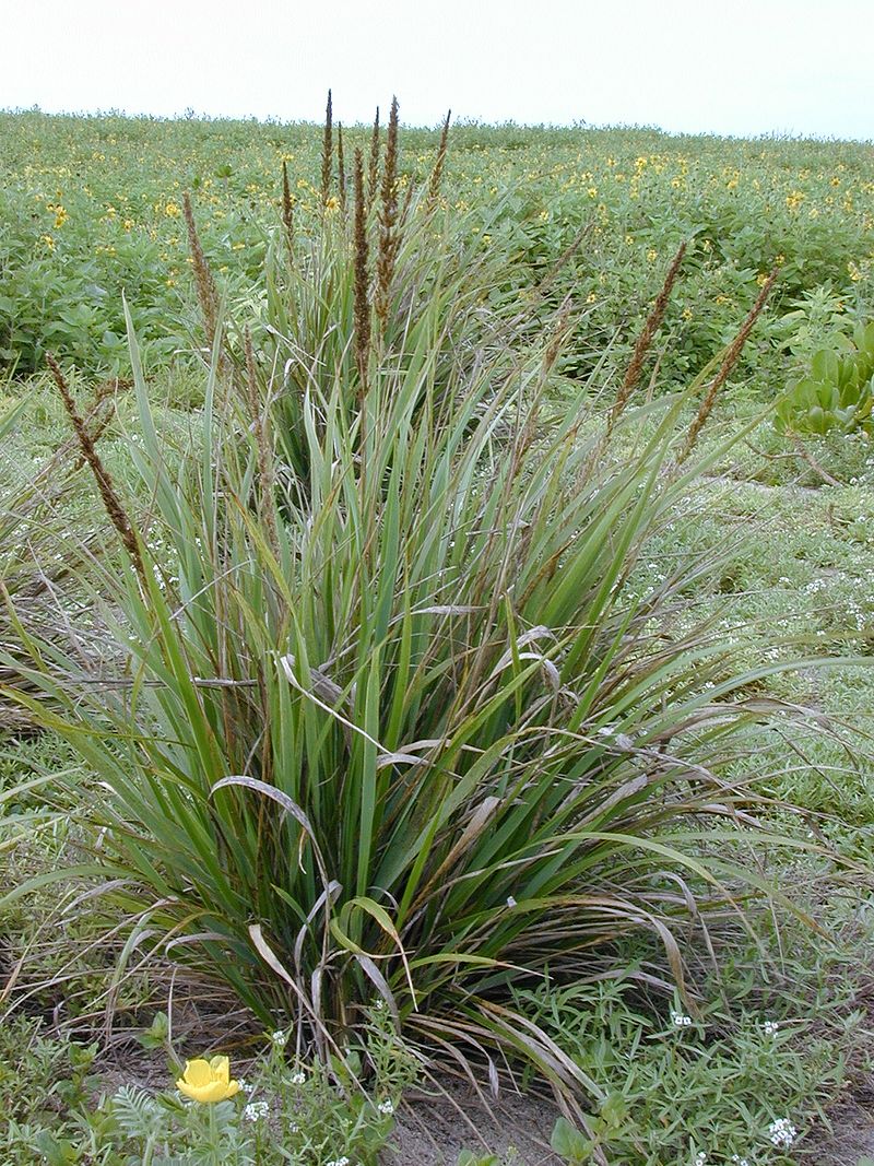 Eragrostis.jpg