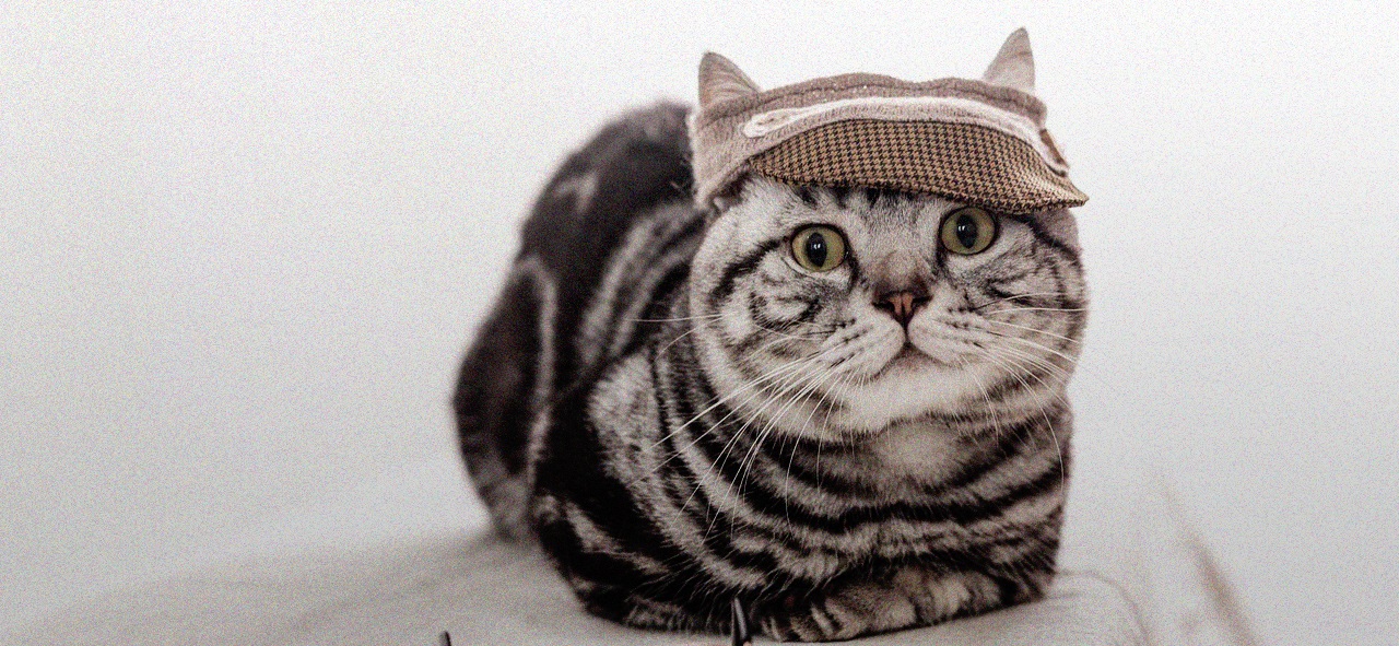 hat-cat.jpg