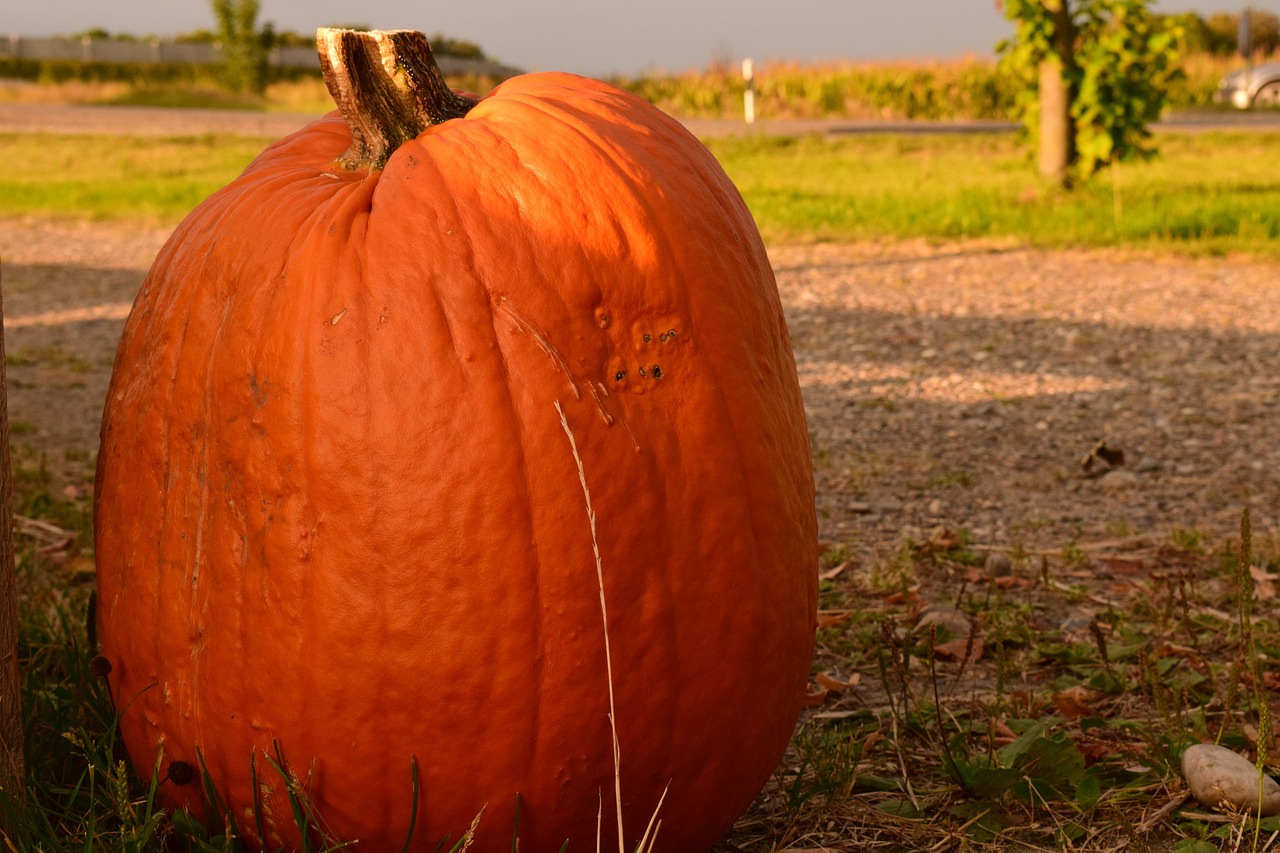 pumpkin-1653007_1280.jpg