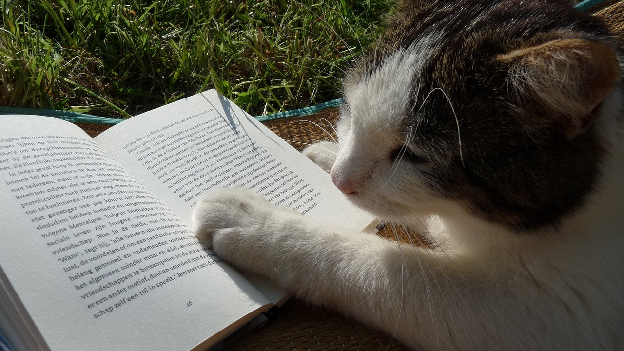 ReadingCat.jpg