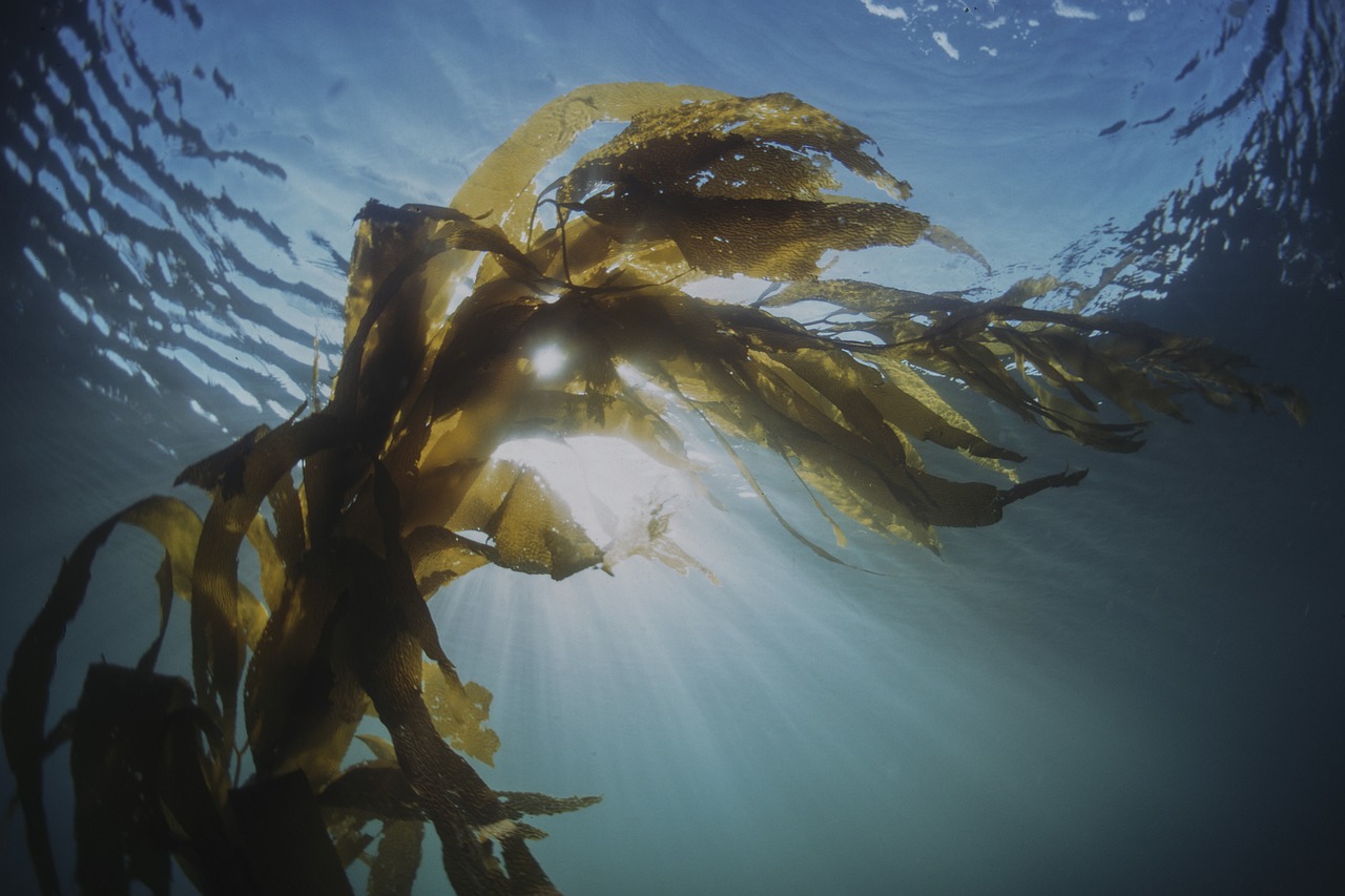 kelp-6967234_1280.jpg