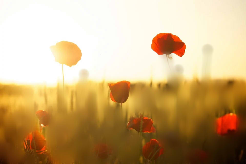 poppies1.jpg