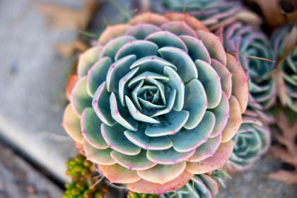 succulent-plant_XFMN5AJSWD.jpg