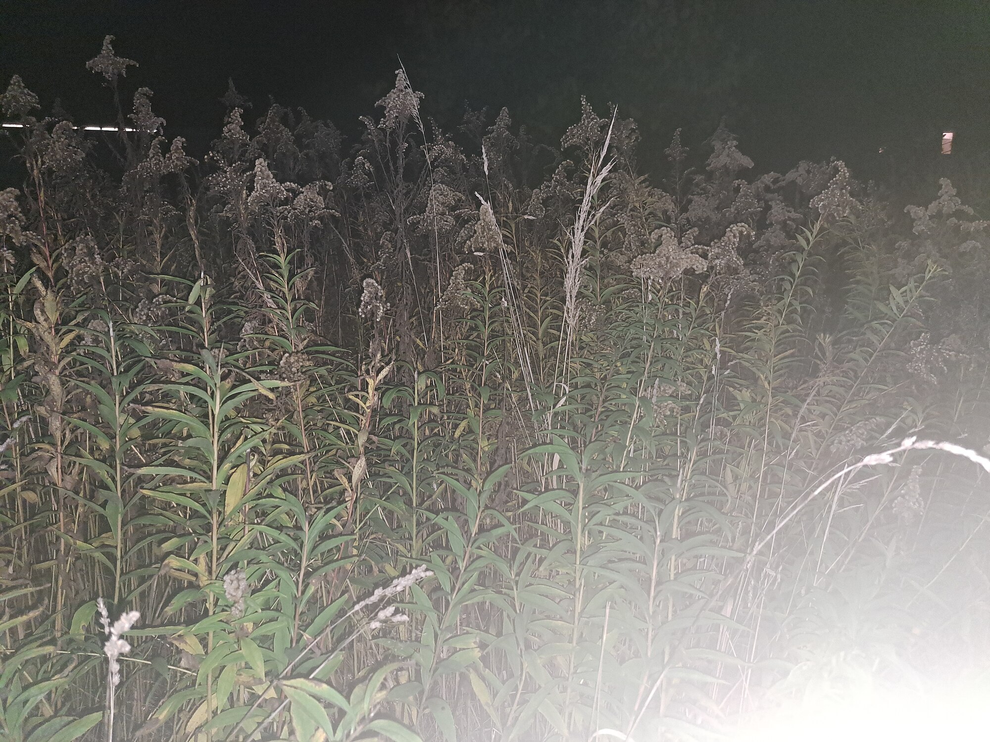 Patch_of_plants_at_night.jpg
