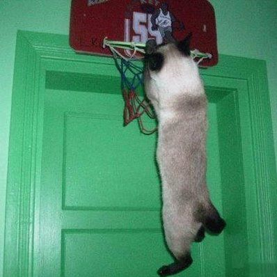 basket_cat.png