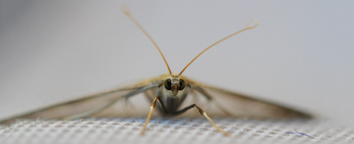moth2.png