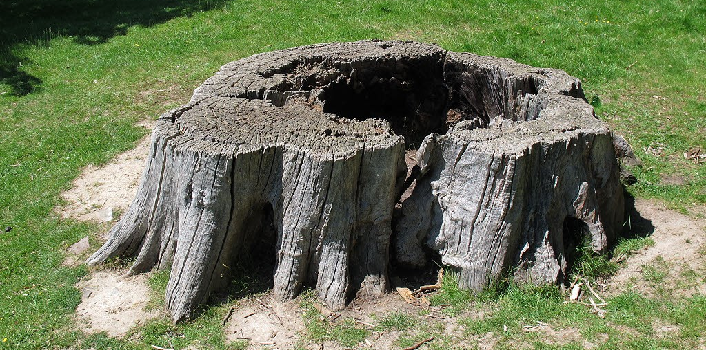 stump.png