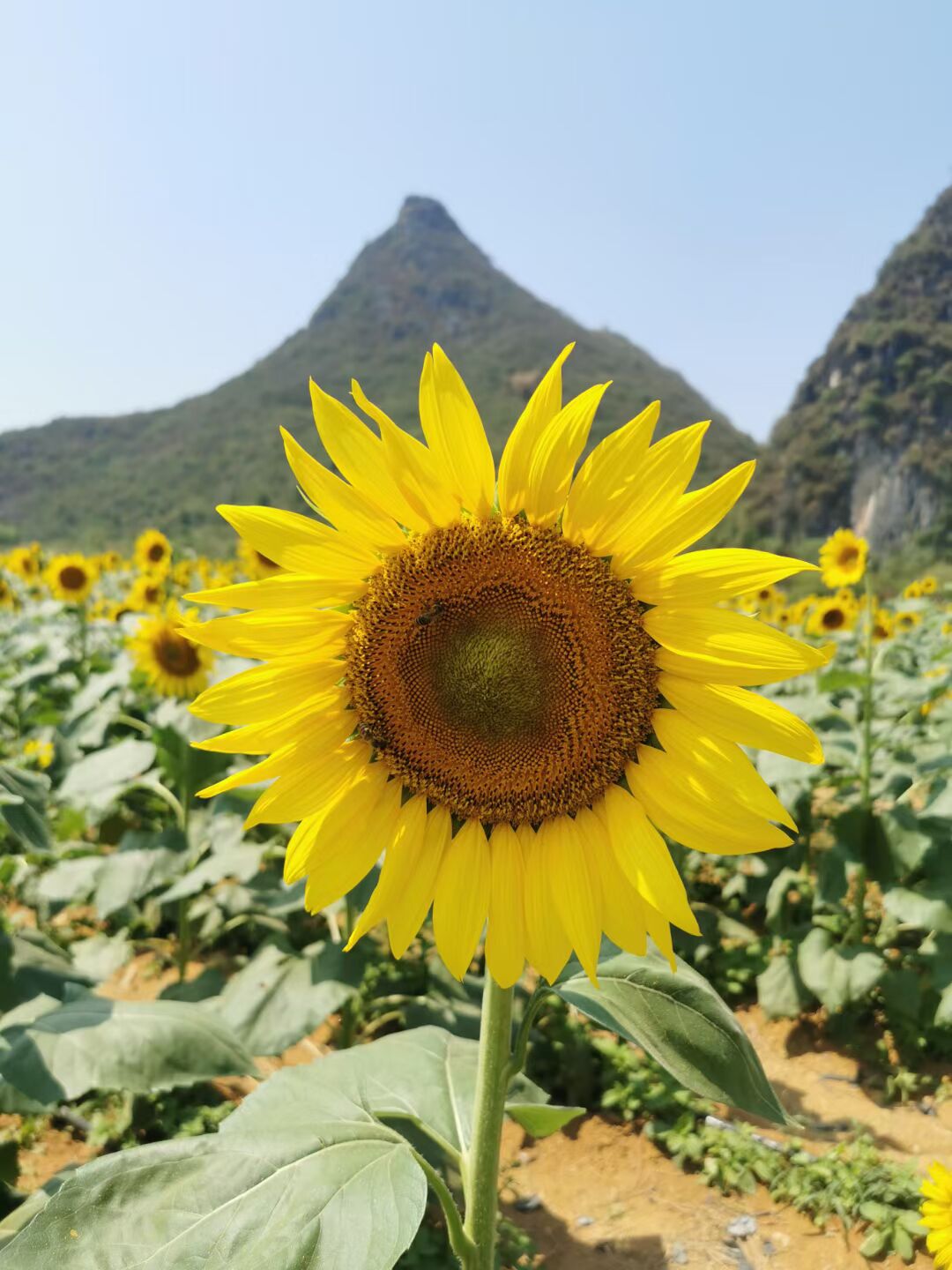 sunflower-field