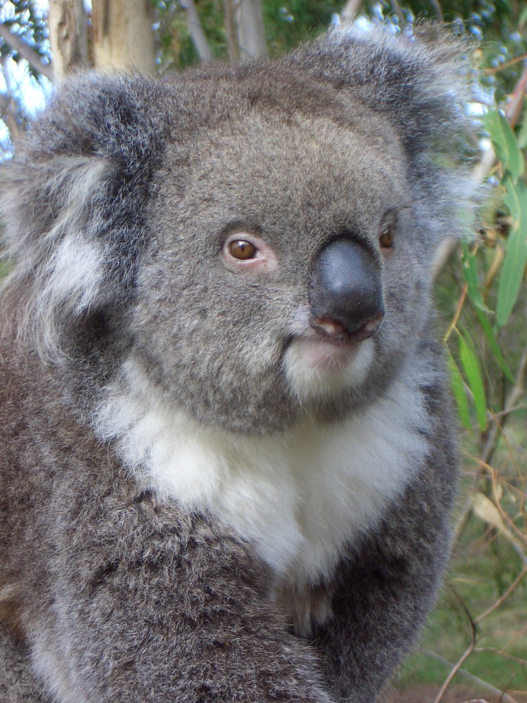 koala.jfif