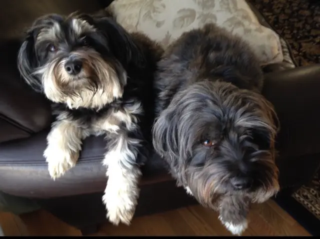 威尔逊野生动物领养画廊